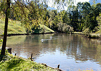 Link to the Swan Pond